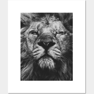 Lion Posters and Art